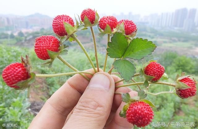 這種像草莓的野果,農村老人說