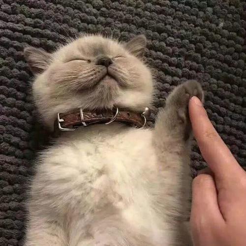 给猫爪x光萌到了,get到你家的小主子了吗