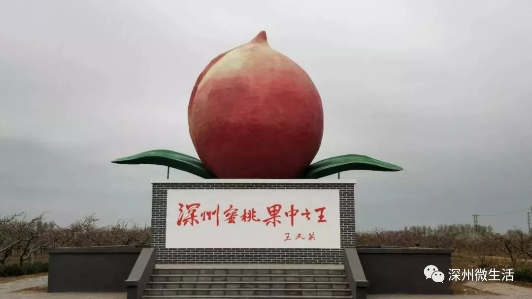 深州蜜桃基地：甜蜜产业迎来丰收季