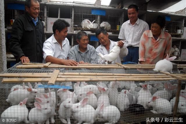 【如何提升养兔效益?规模化养兔技术要点| 如何提升养兔效益?规模化养兔技术要】__傻大方