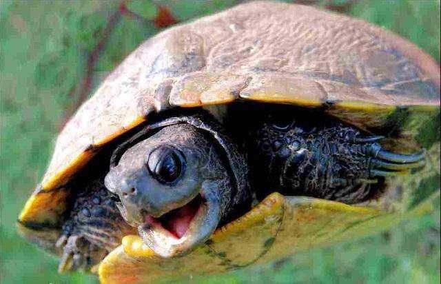 历史小常识:王八变成骂人话的四种说法,你最多知道2种